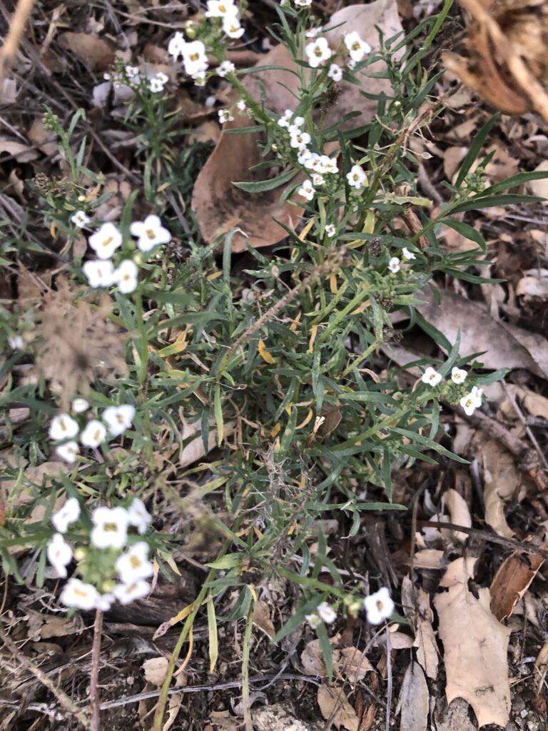 Alyssum is an edible weed in Los Angeles