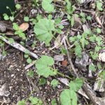 common mallow is free food