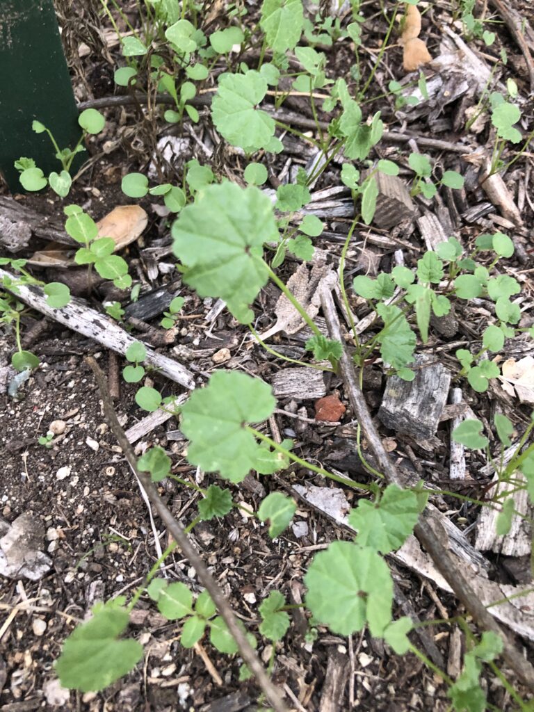 common mallow is free food, excellent raw when young and steamed when mature.